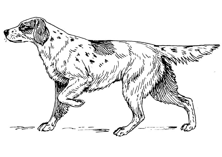 chien - setter Coloriage chien - setter