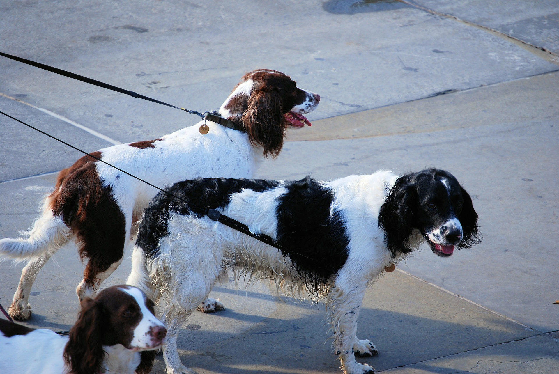 chiens en laisse Photo chiens en laisse