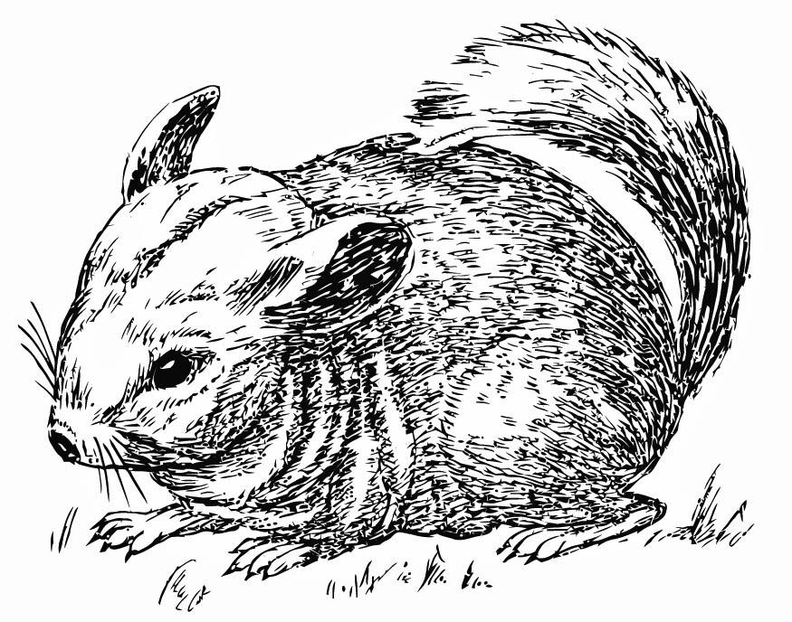 chinchilla Coloriage chinchilla