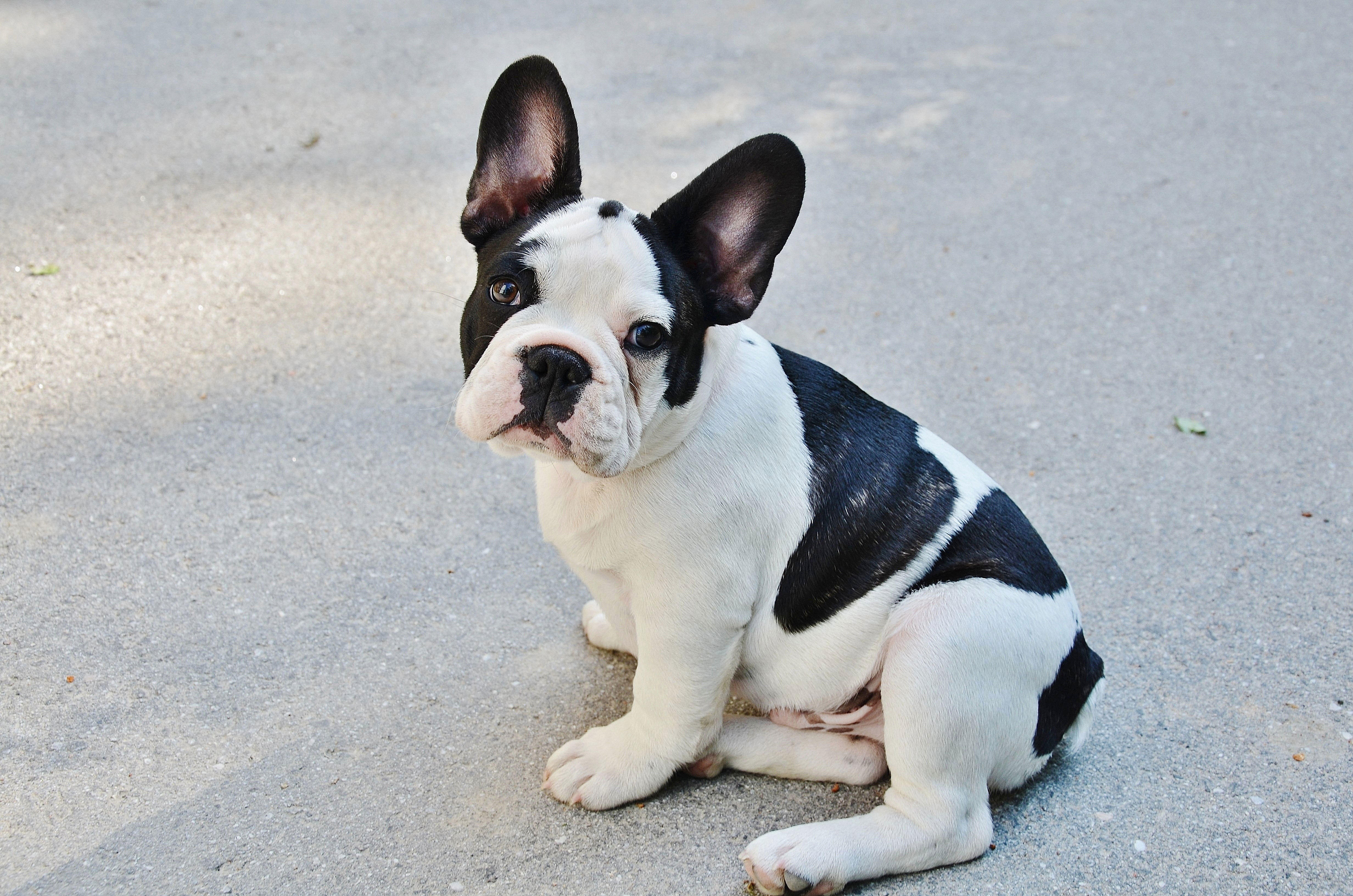 chiot - bouledogue franA§ais Photo chiot - bouledogue franA§ais