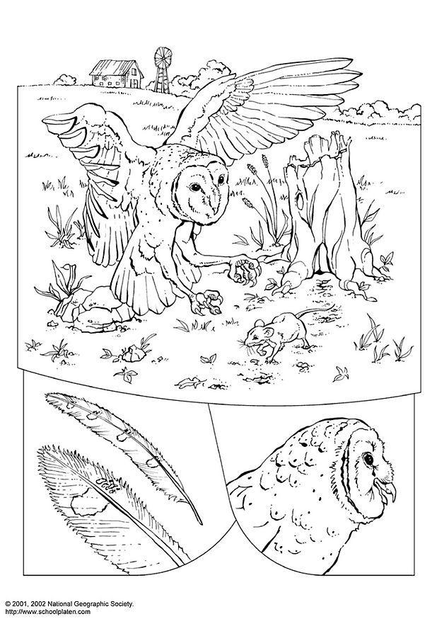 chouette des clochers Coloriage chouette des clochers