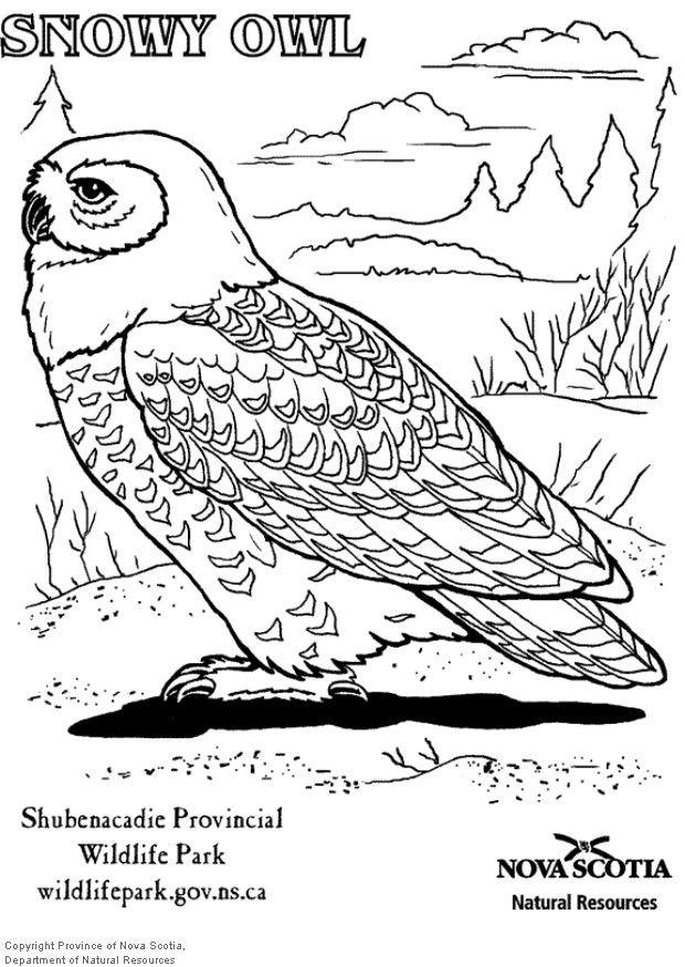 chouette harfang Coloriage chouette harfang