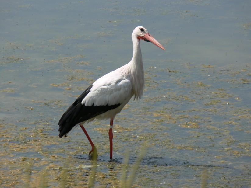 cigogne Photo cigogne