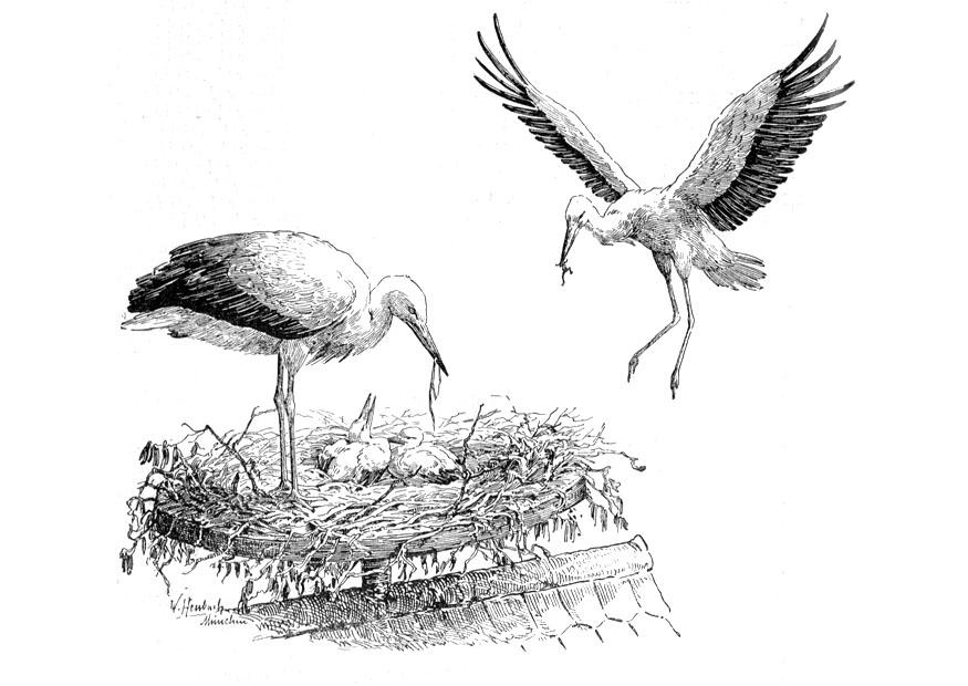 cigogne sur nid Coloriage cigogne sur nid