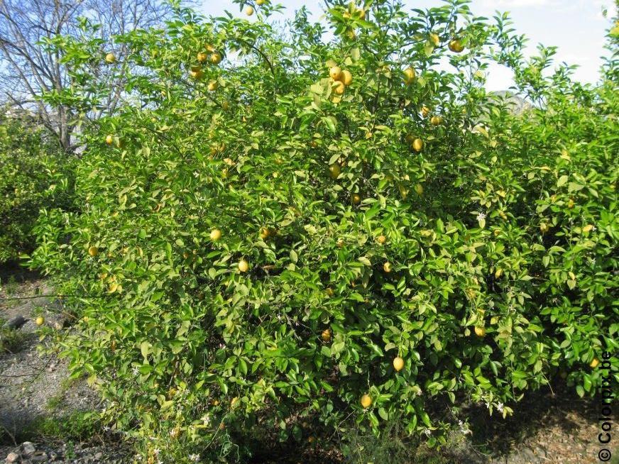 citronnier Photo citronnier
