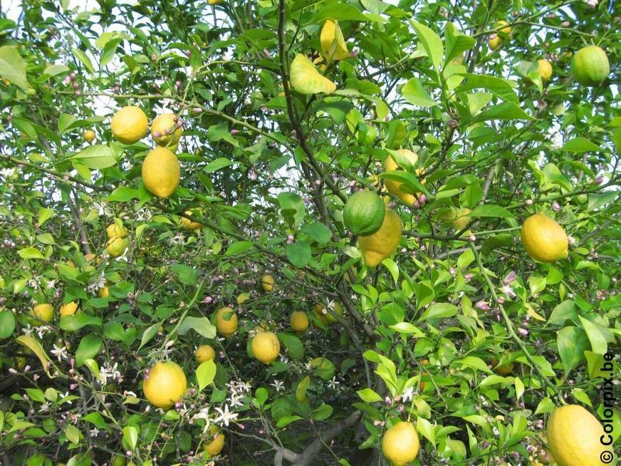 citronnier Photo citronnier