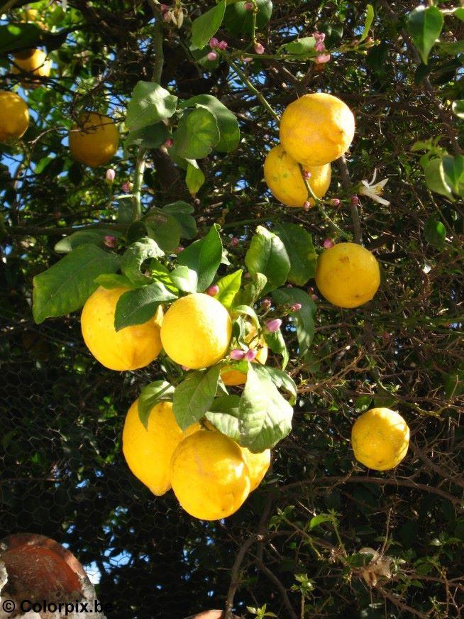 citrons Photo citrons