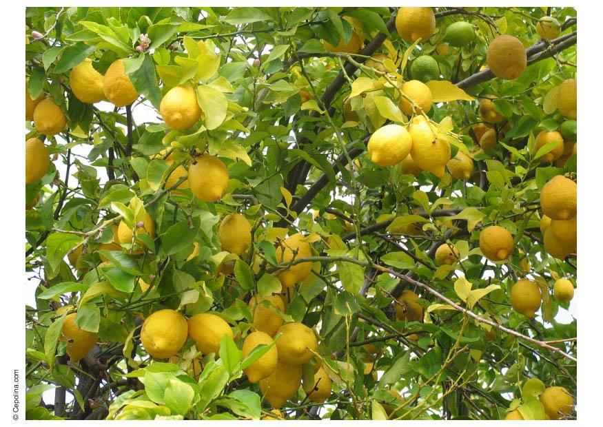 citrons Photo citrons