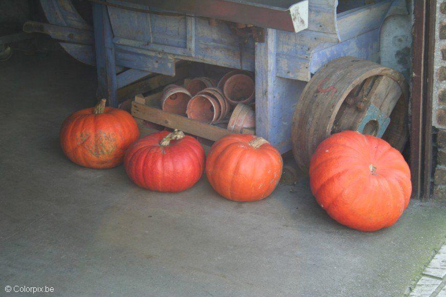 citrouilles Photo citrouilles