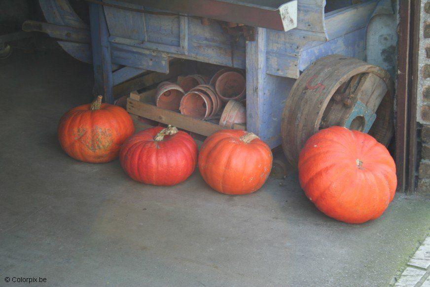citrouilles Photo citrouilles