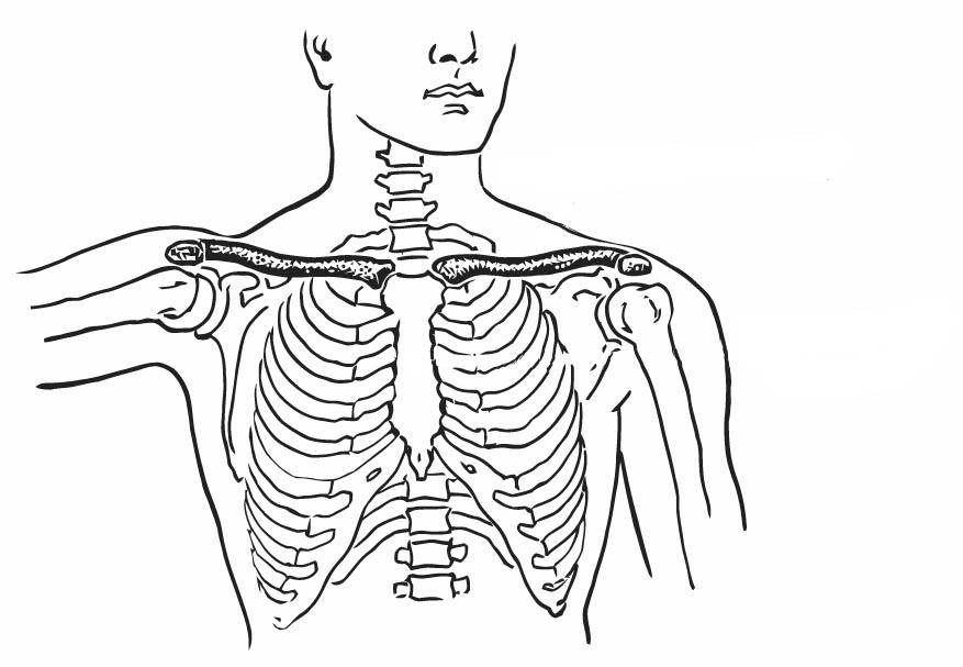 clavicule et sternum Coloriage clavicule et sternum