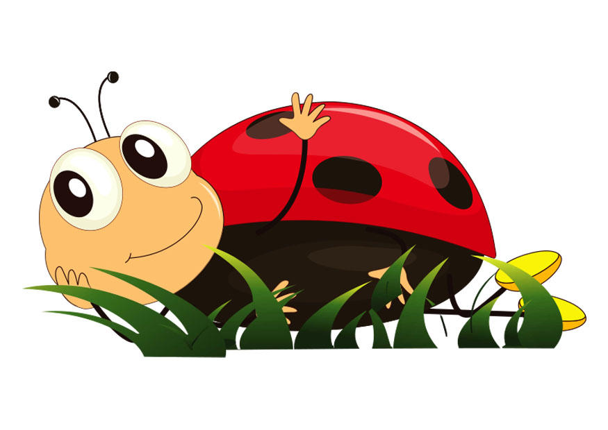 coccinelle Image coccinelle