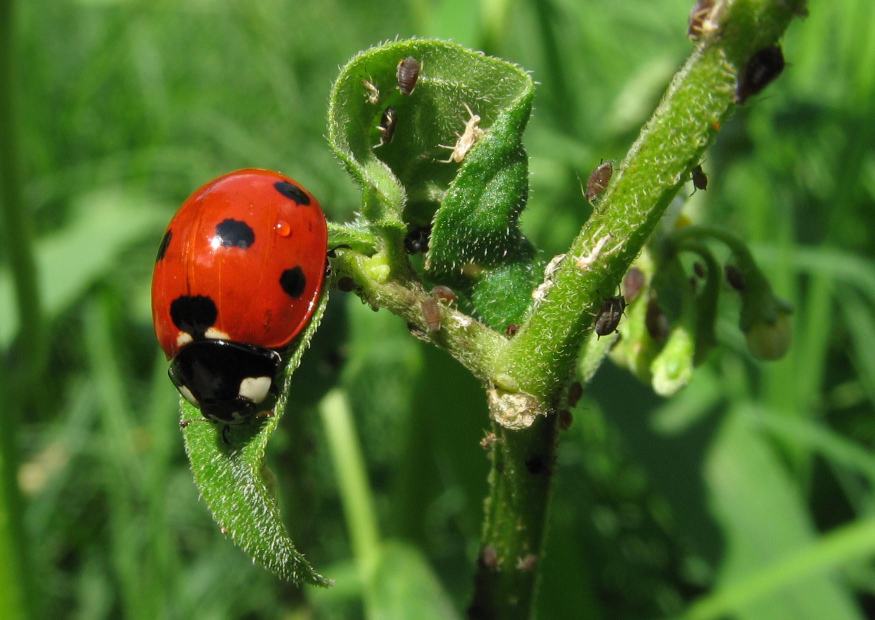 coccinelles et pucerons Photo coccinelles et pucerons