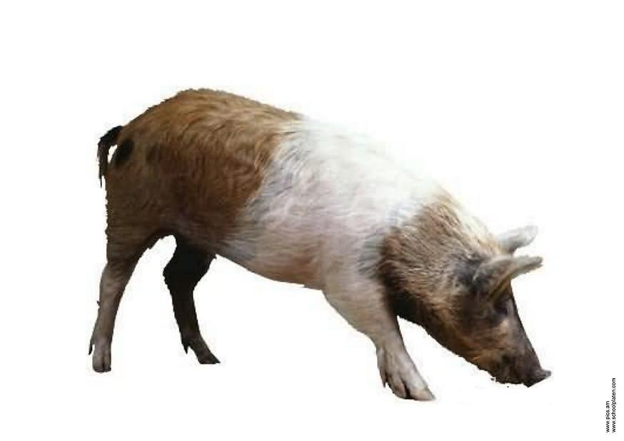 cochon Photo cochon