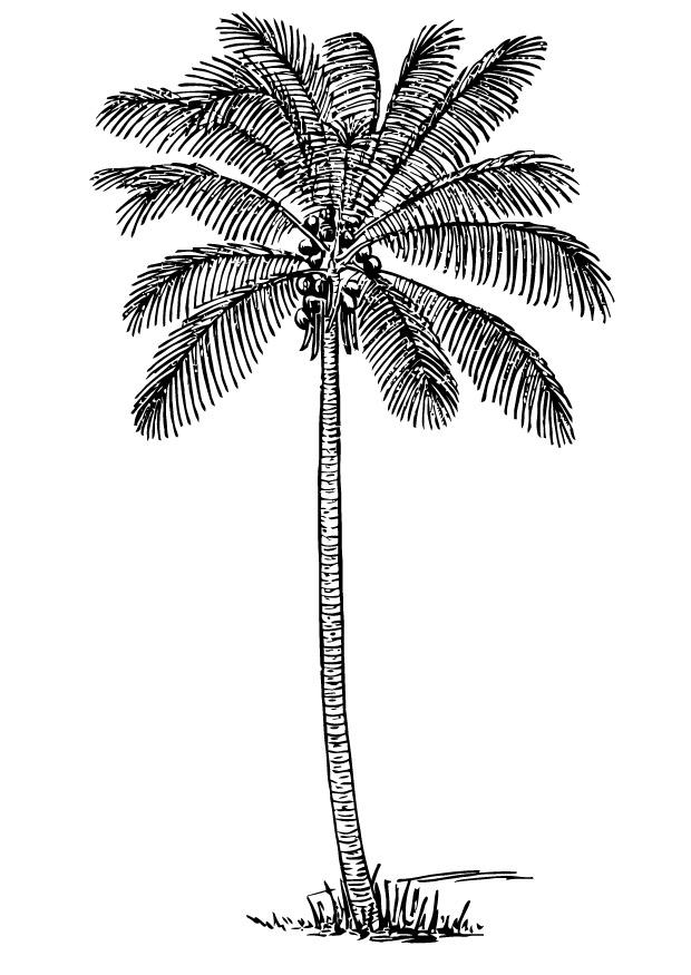 cocotier Coloriage cocotier