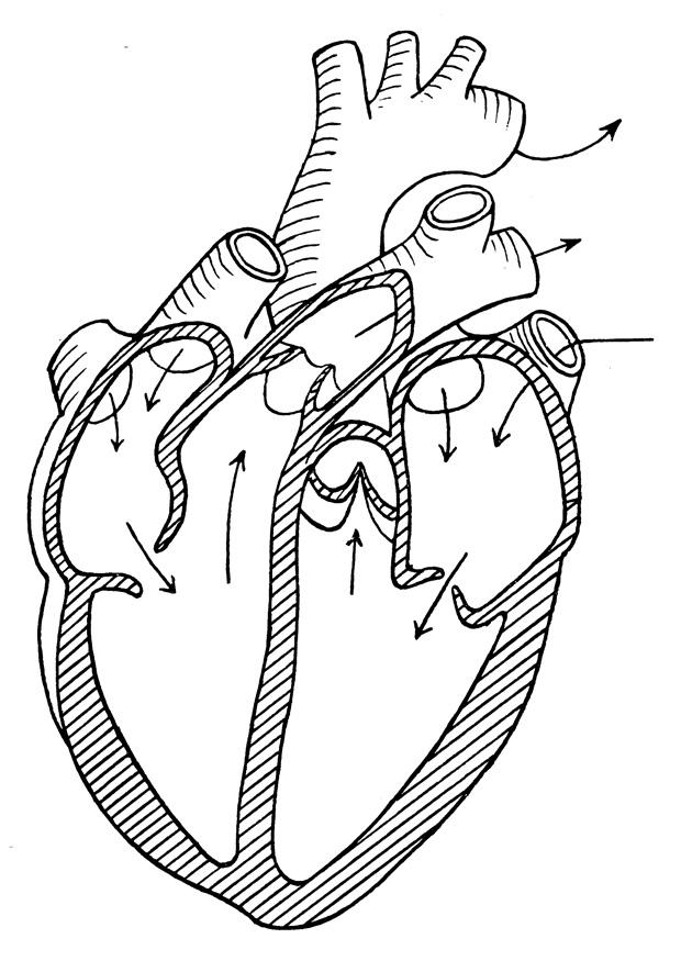 coeur Coloriage coeur