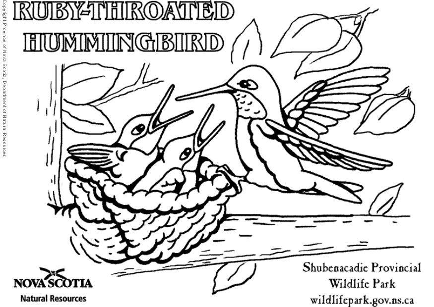 colibri Coloriage colibri