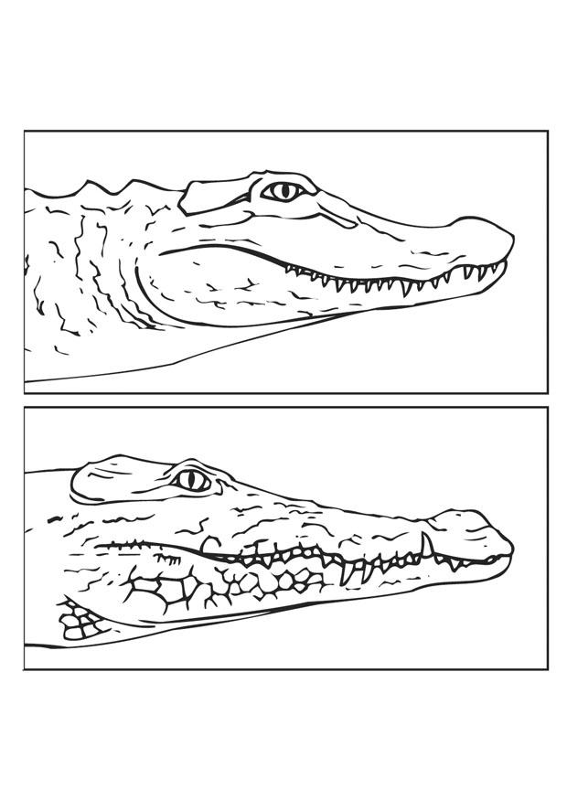 Coloriage alligator - crocodil