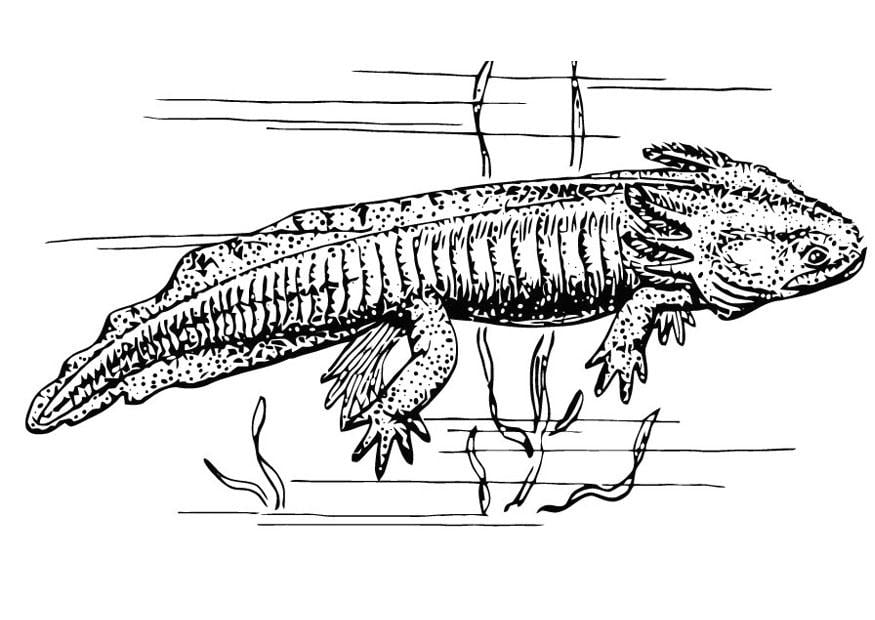 Coloriage axolotl