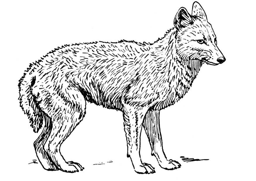 Coloriage chacal