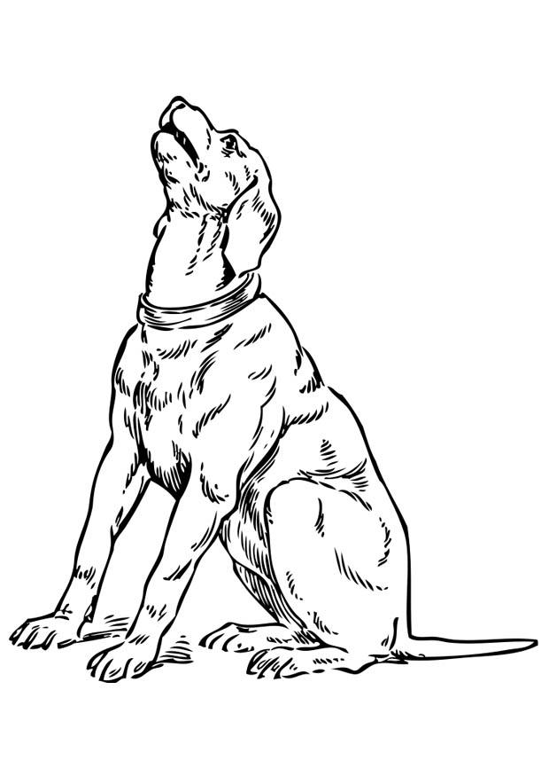 Coloriage chien qui hurle
