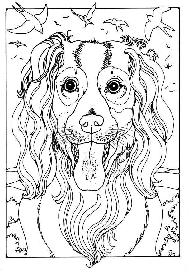 Coloriage colley
