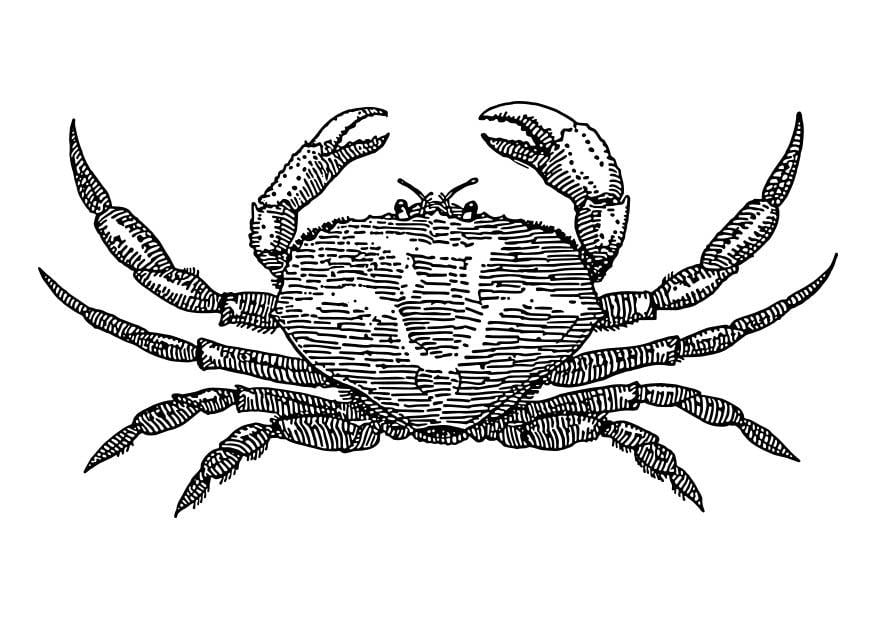 Coloriage crabe
