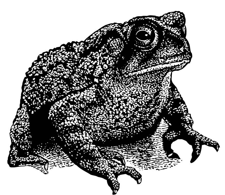 Coloriage crapaud