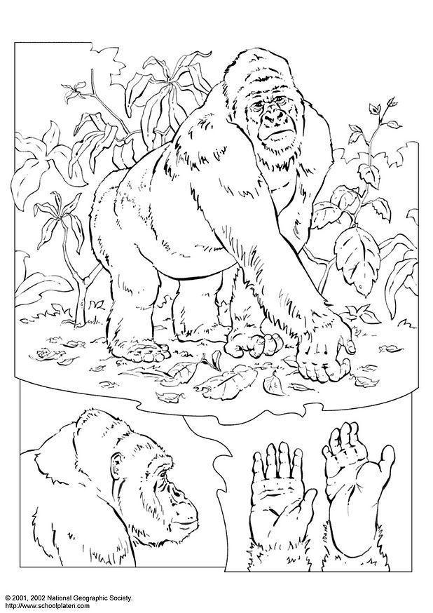 Coloriage gorille