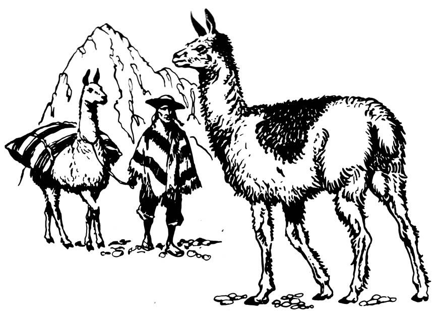 Coloriage lama