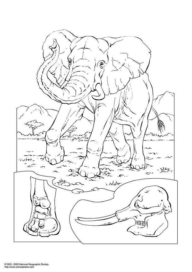 Coloriage lA©lA©phant