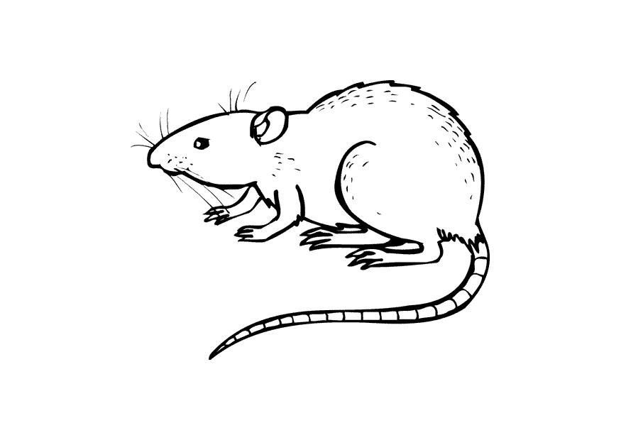 Coloriage le rat