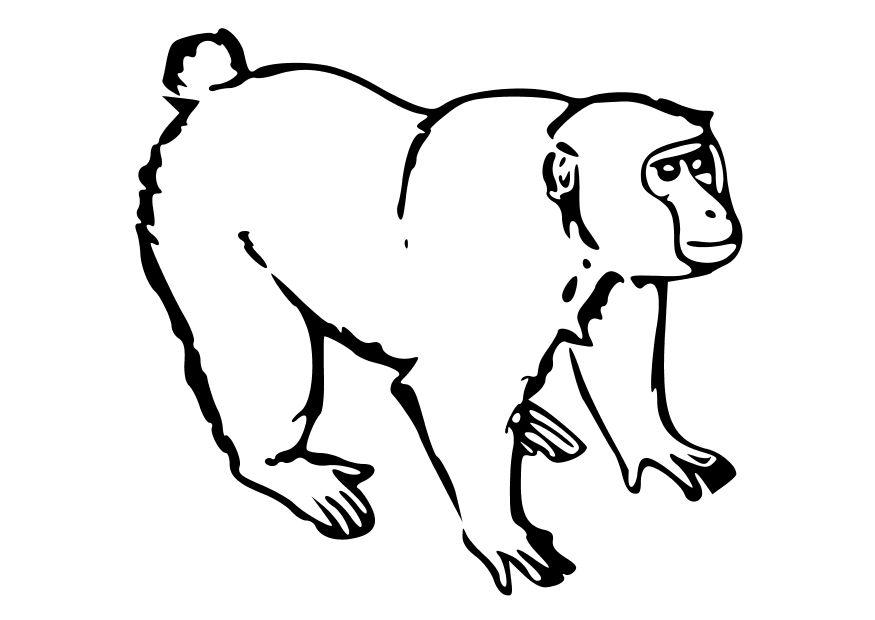Coloriage le singe