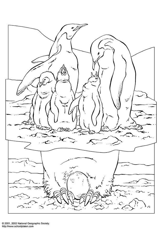 Coloriage manchot