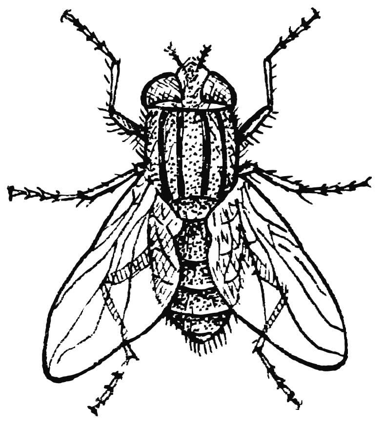 Coloriage mouche domestique