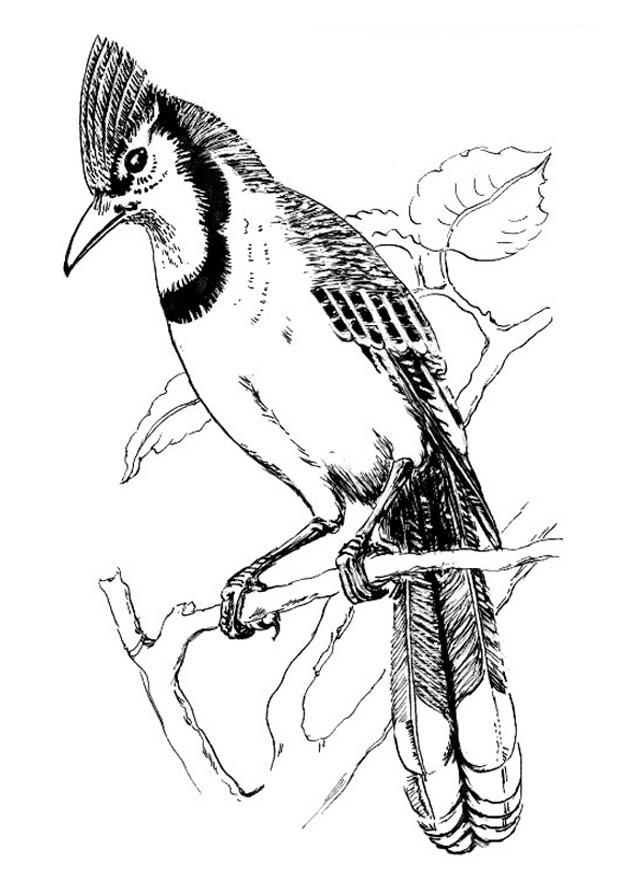 Coloriage oiseau - geai bleu