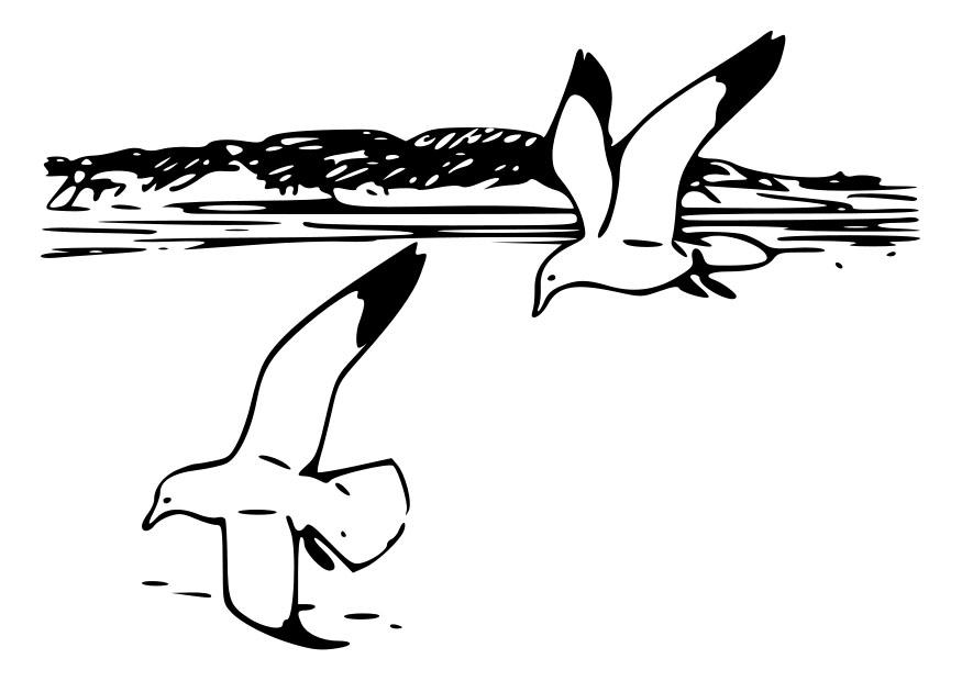 Coloriage oiseaux - goA©lands argentA©s