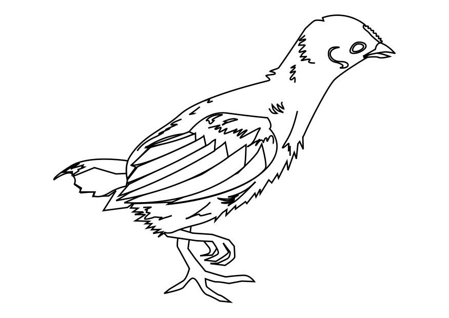Coloriage poussin