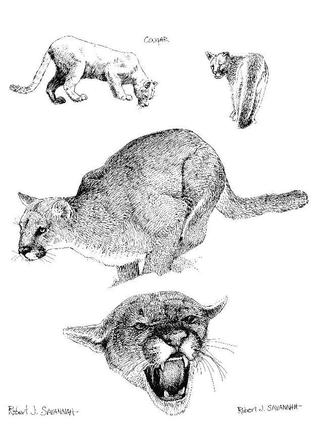 Coloriage puma