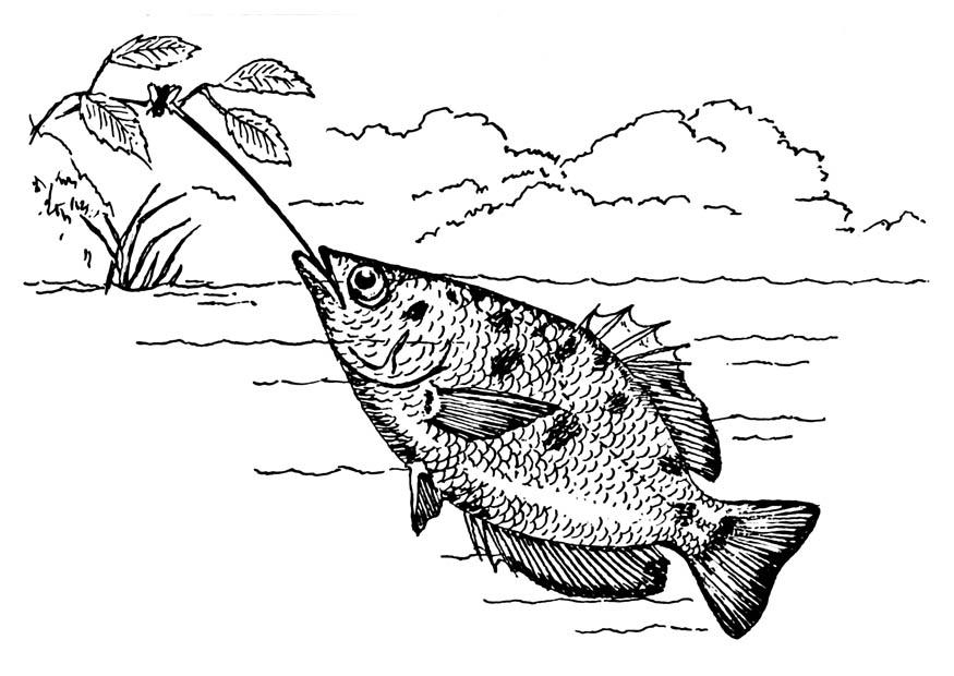 Coloriage toxotidae