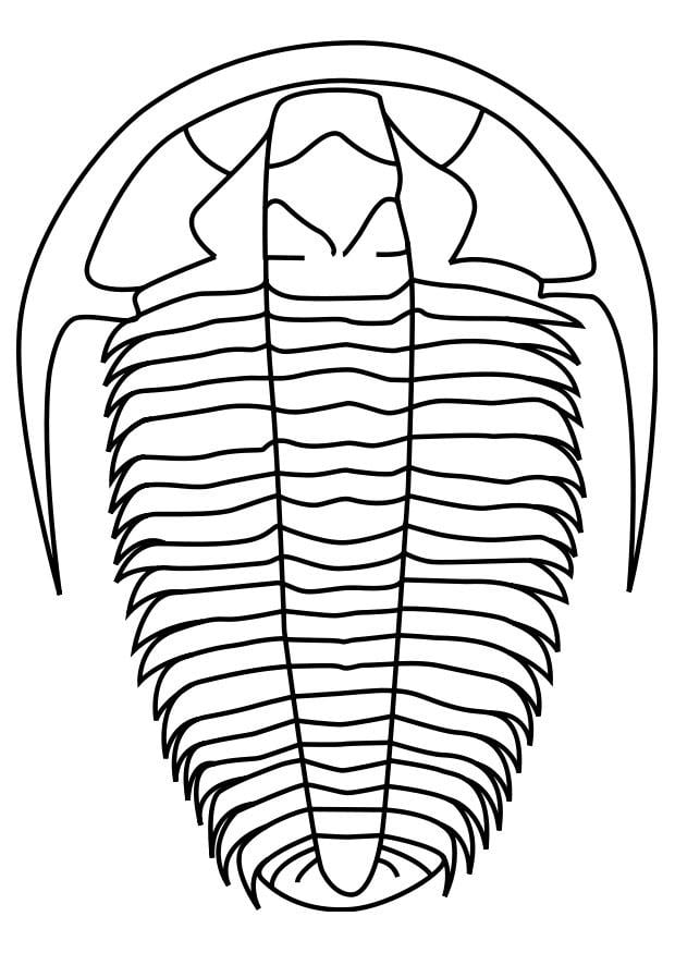 Coloriage trilobites