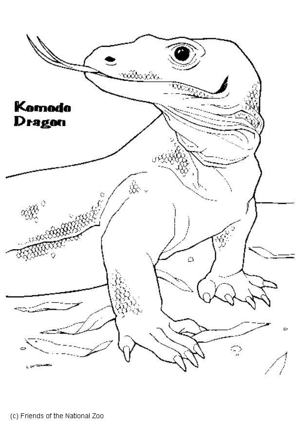 Coloriage varan de komodo