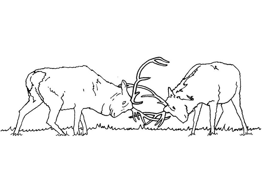 combat de cerfs Coloriage combat de cerfs