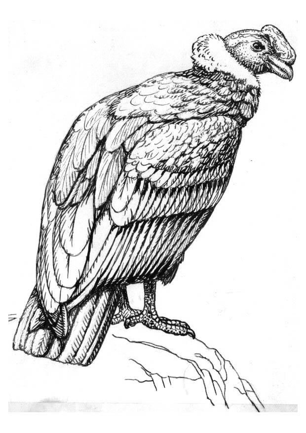 condor Coloriage condor