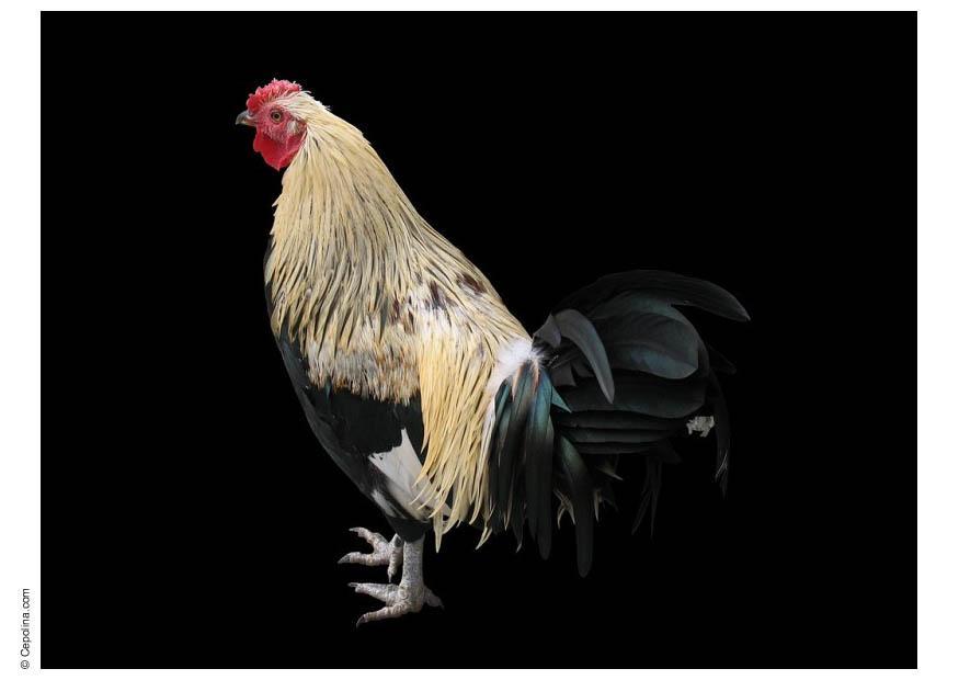coq Photo coq