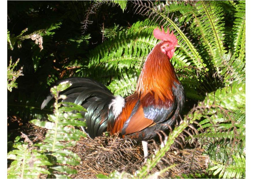 coq Photo coq