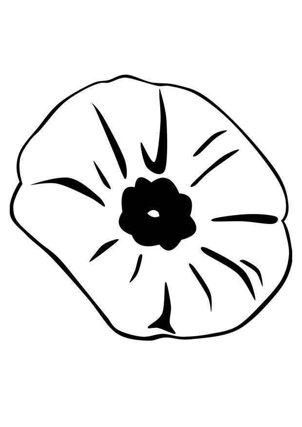 coquelicot Coloriage coquelicot