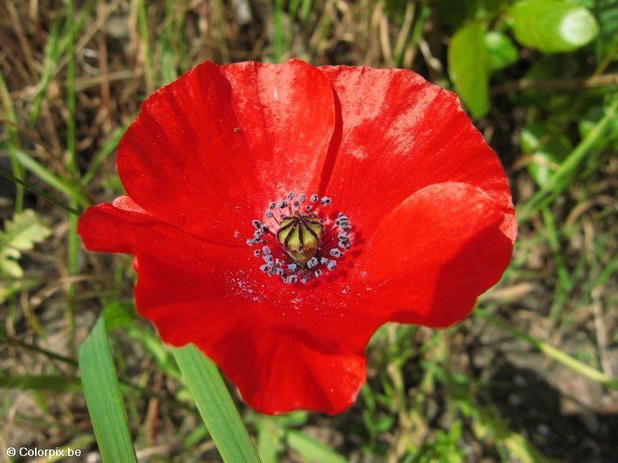 coquelicot Photo coquelicot