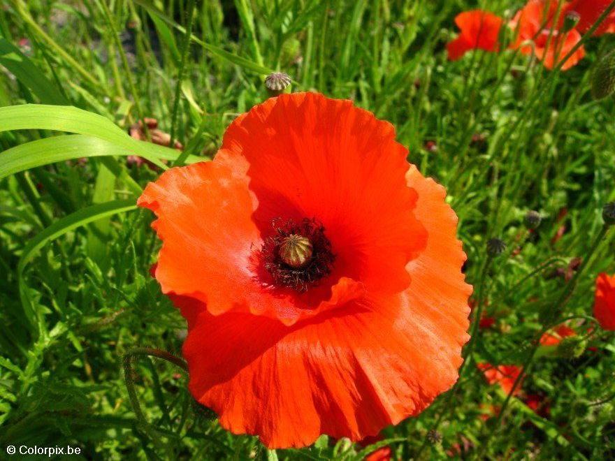 coquelicot Photo coquelicot