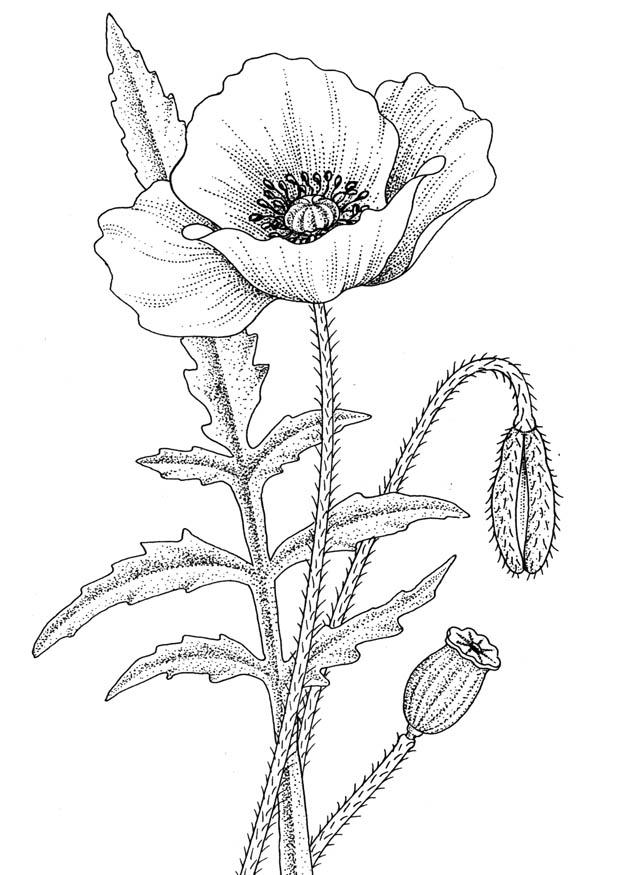 coquelicot Coloriage coquelicot